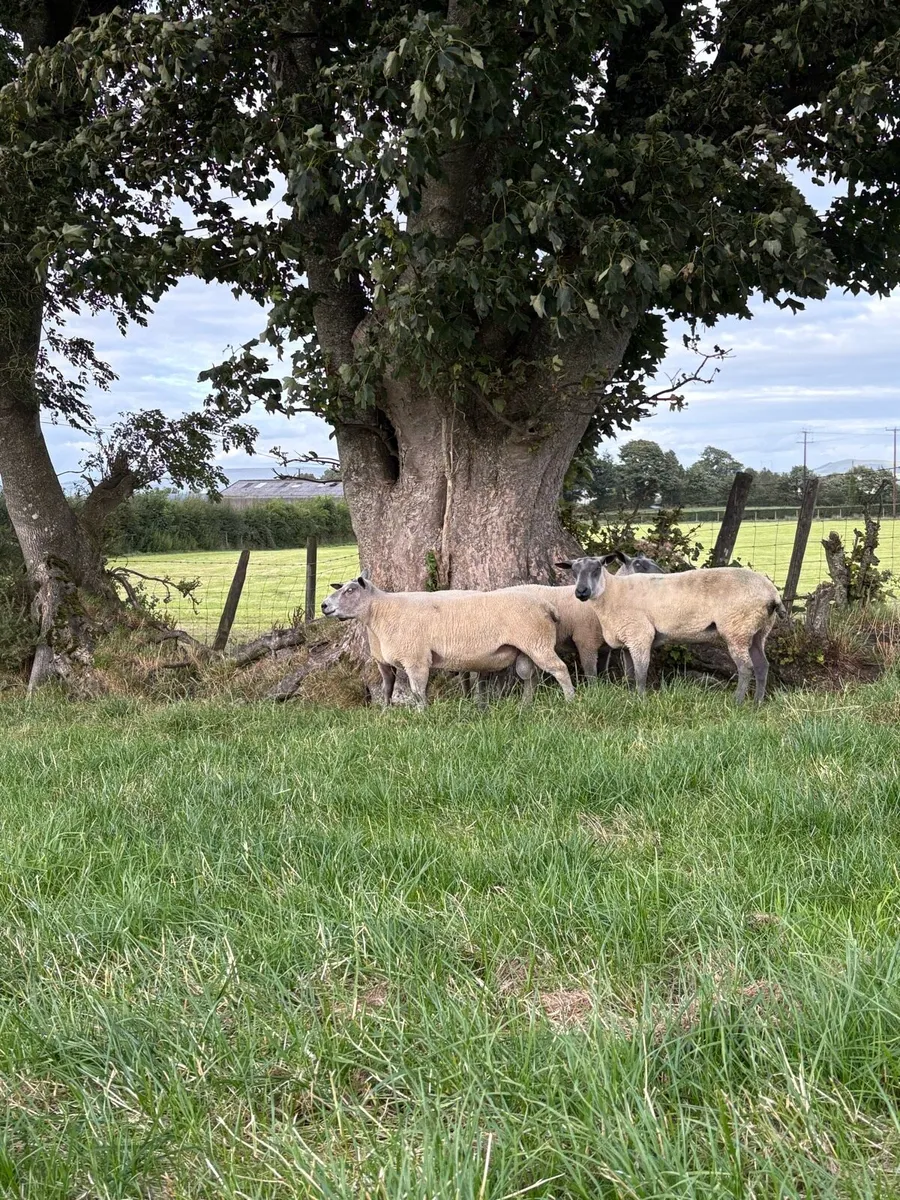 Bleu du Maine Rams - Image 2