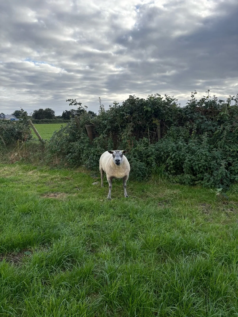 Bleu du Maine Rams - Image 3