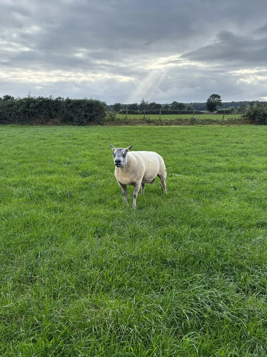 Bleu du Maine Rams - Image 4