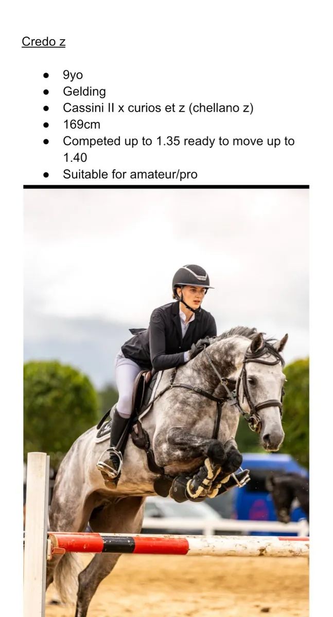 Selection of show jumpers - Image 3