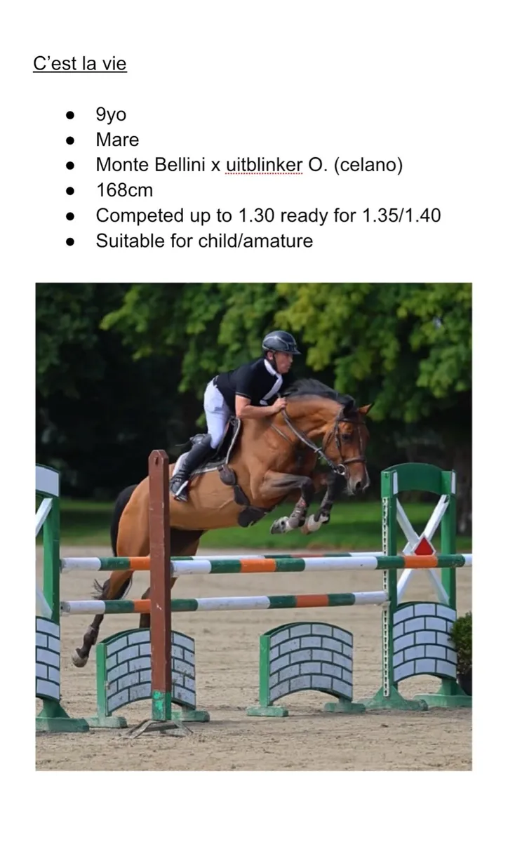 Selection of show jumpers - Image 4