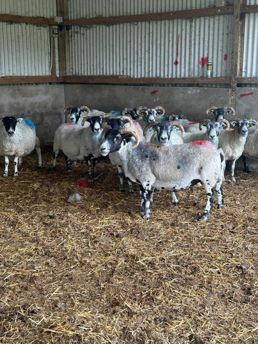 Horned ewes - Image 1