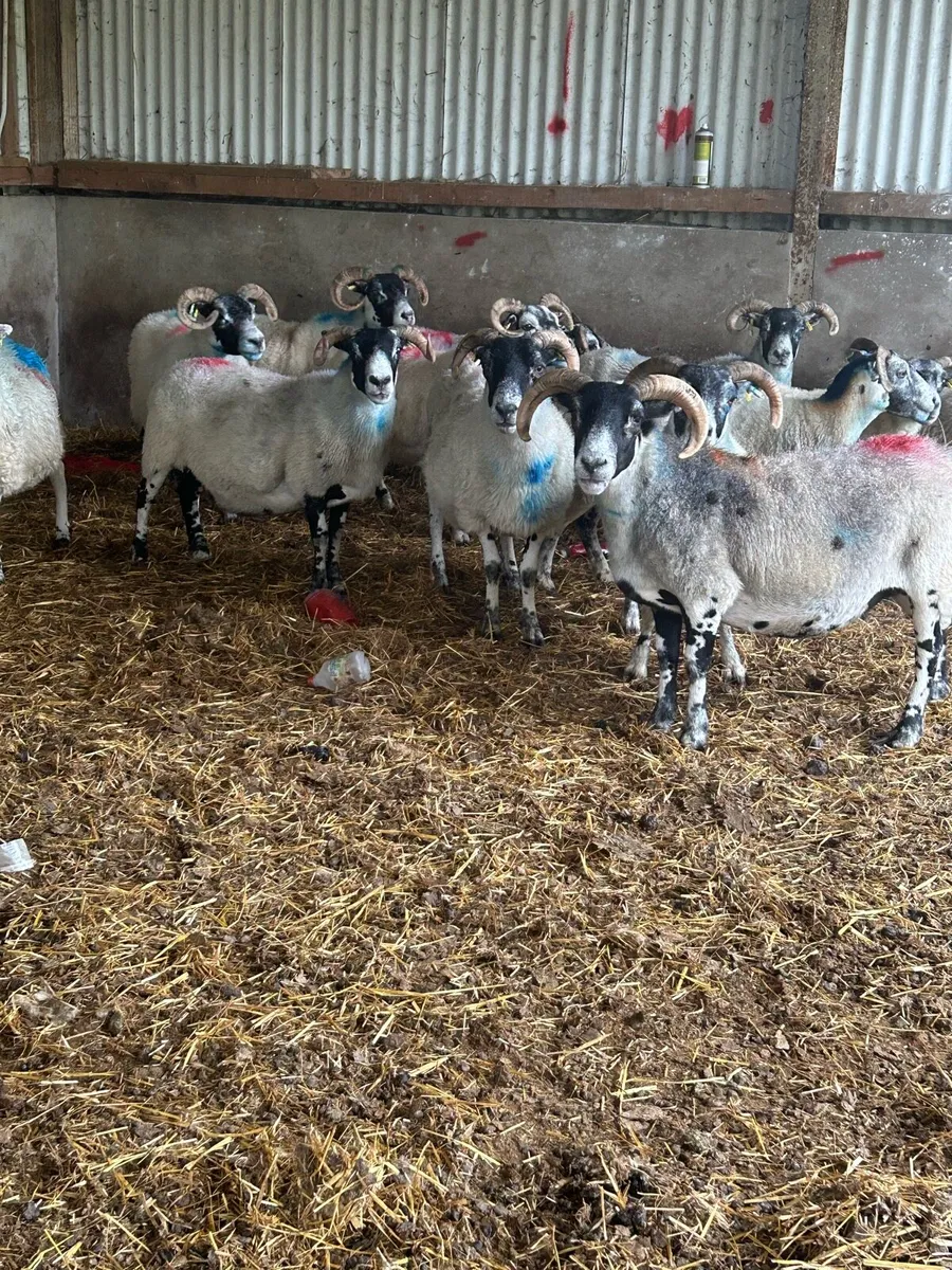 Horned ewes - Image 2