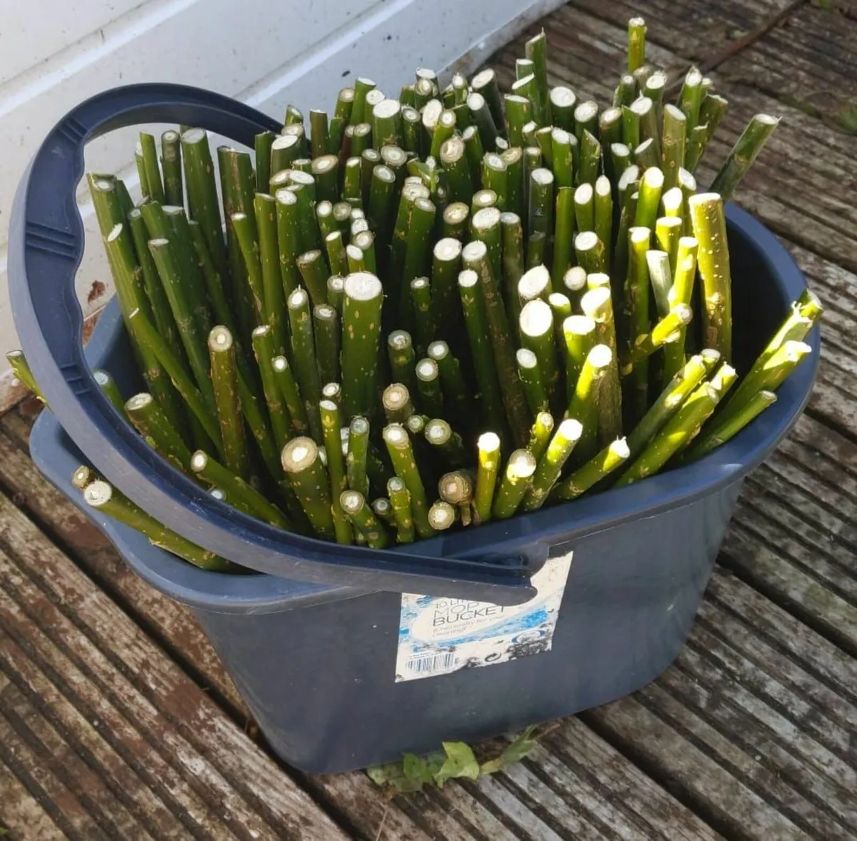 50/100 etc THICK WILLOW CUTTINGS for Hedges,Basket - Image 1