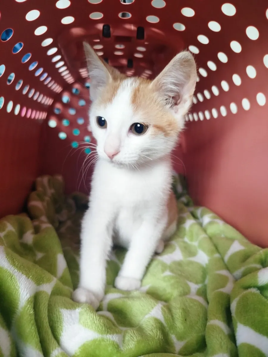 5 months old kitten - Image 1