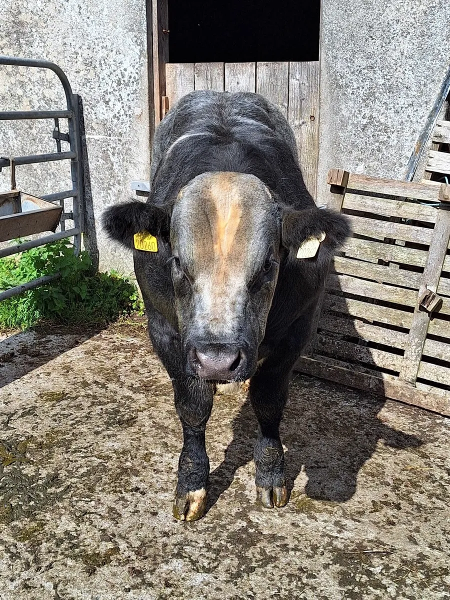 Hybrid Bull - Image 2