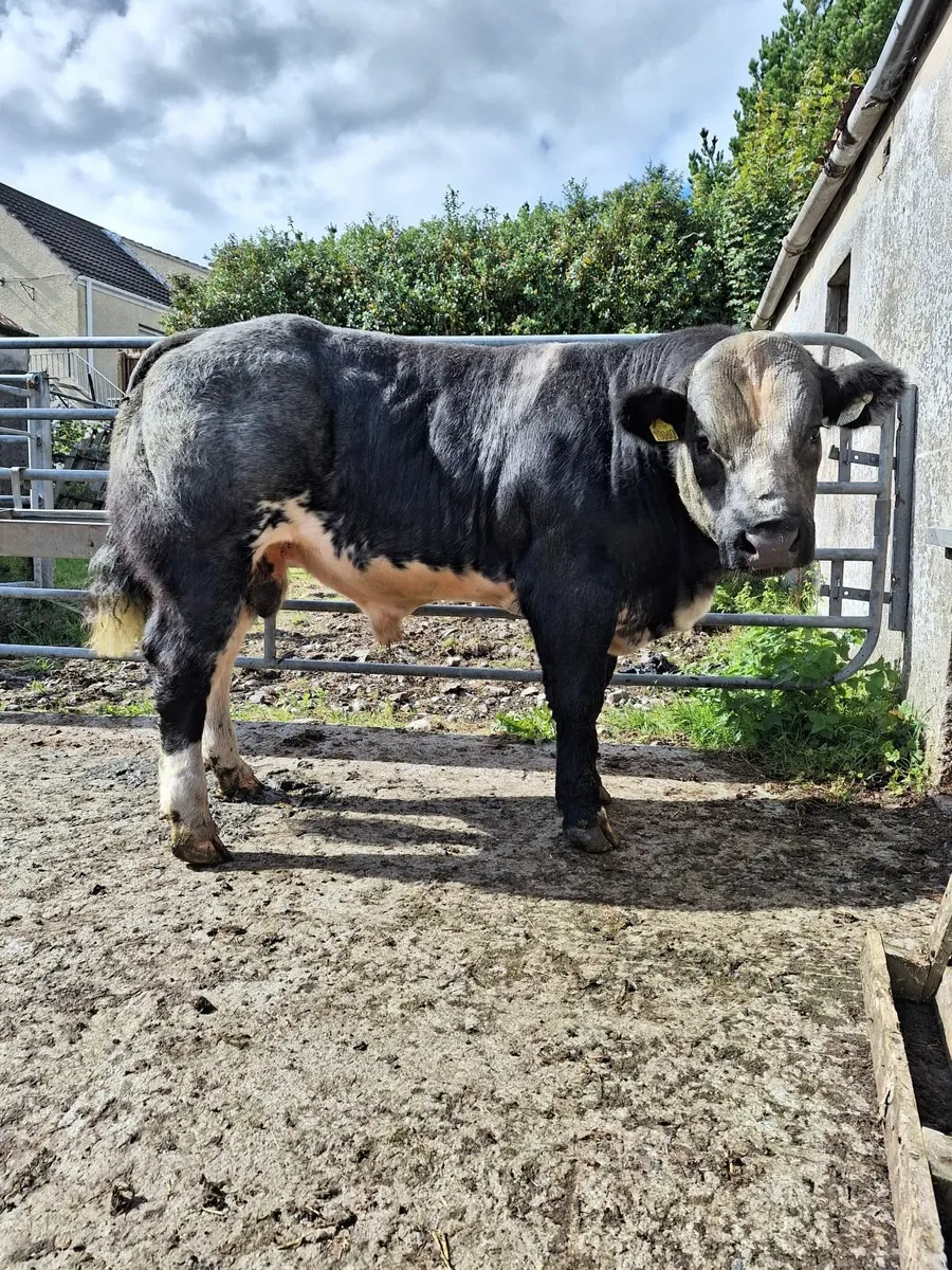 Hybrid Bull - Image 3