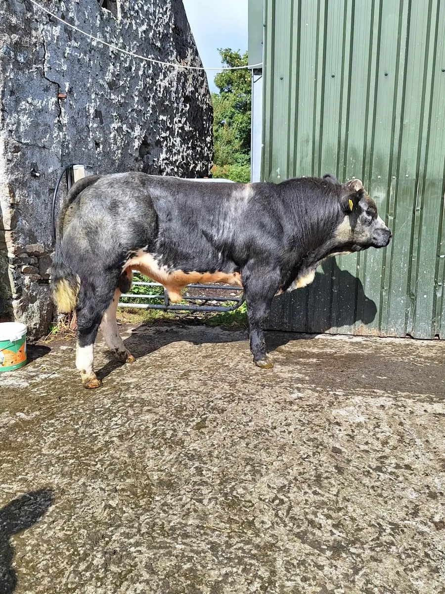 Hybrid Bull - Image 4