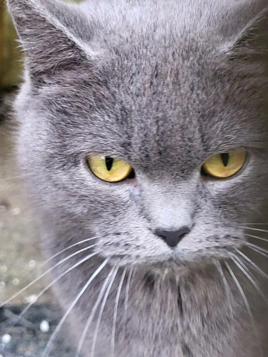 British shorthair female cat 🐈 - Image 1