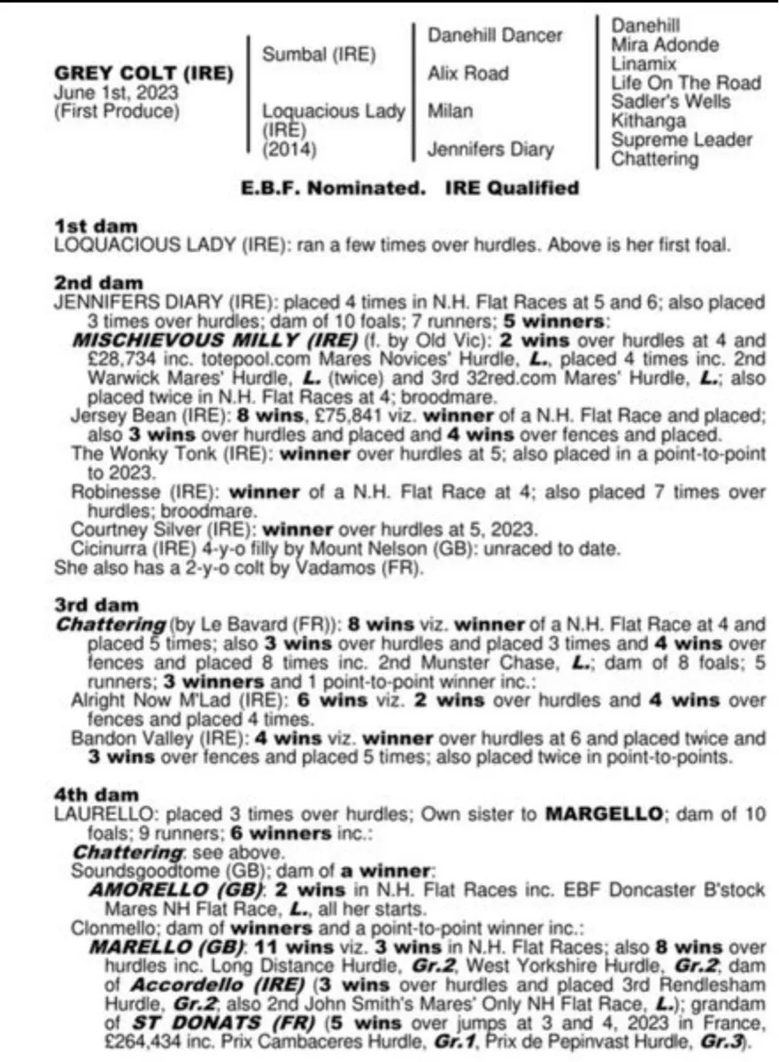 Sumbal 2 Year old Grey Gelding - Image 4