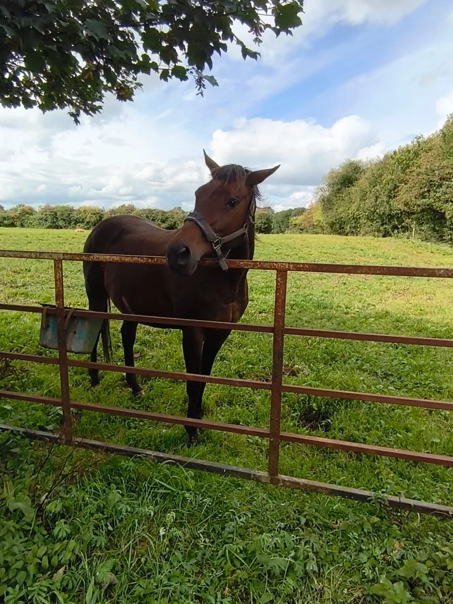 Broodmare - Image 2