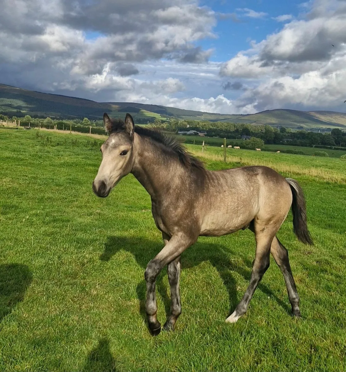 TIH FOAL - Image 1