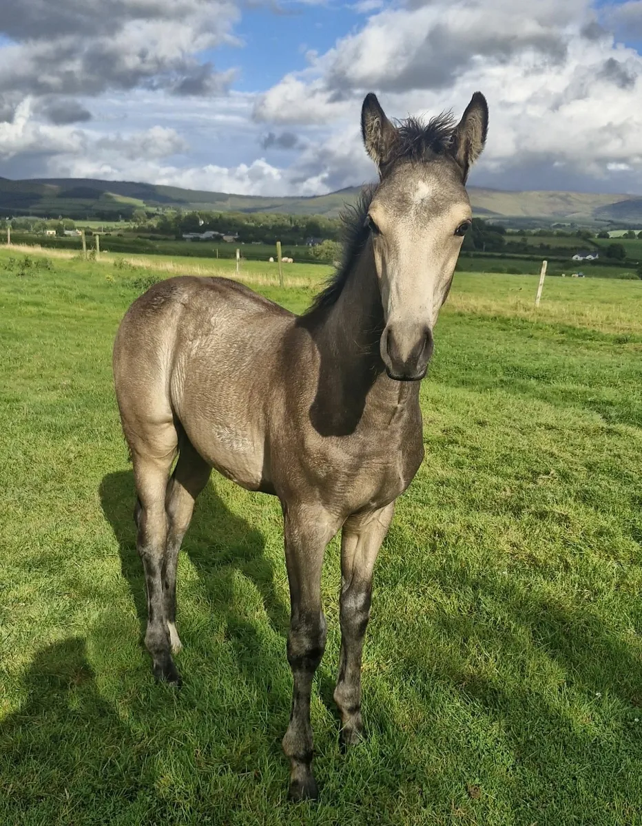 TIH FOAL - Image 2
