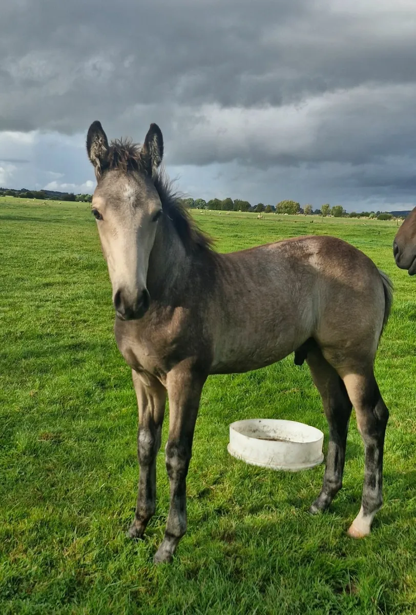 TIH FOAL - Image 3
