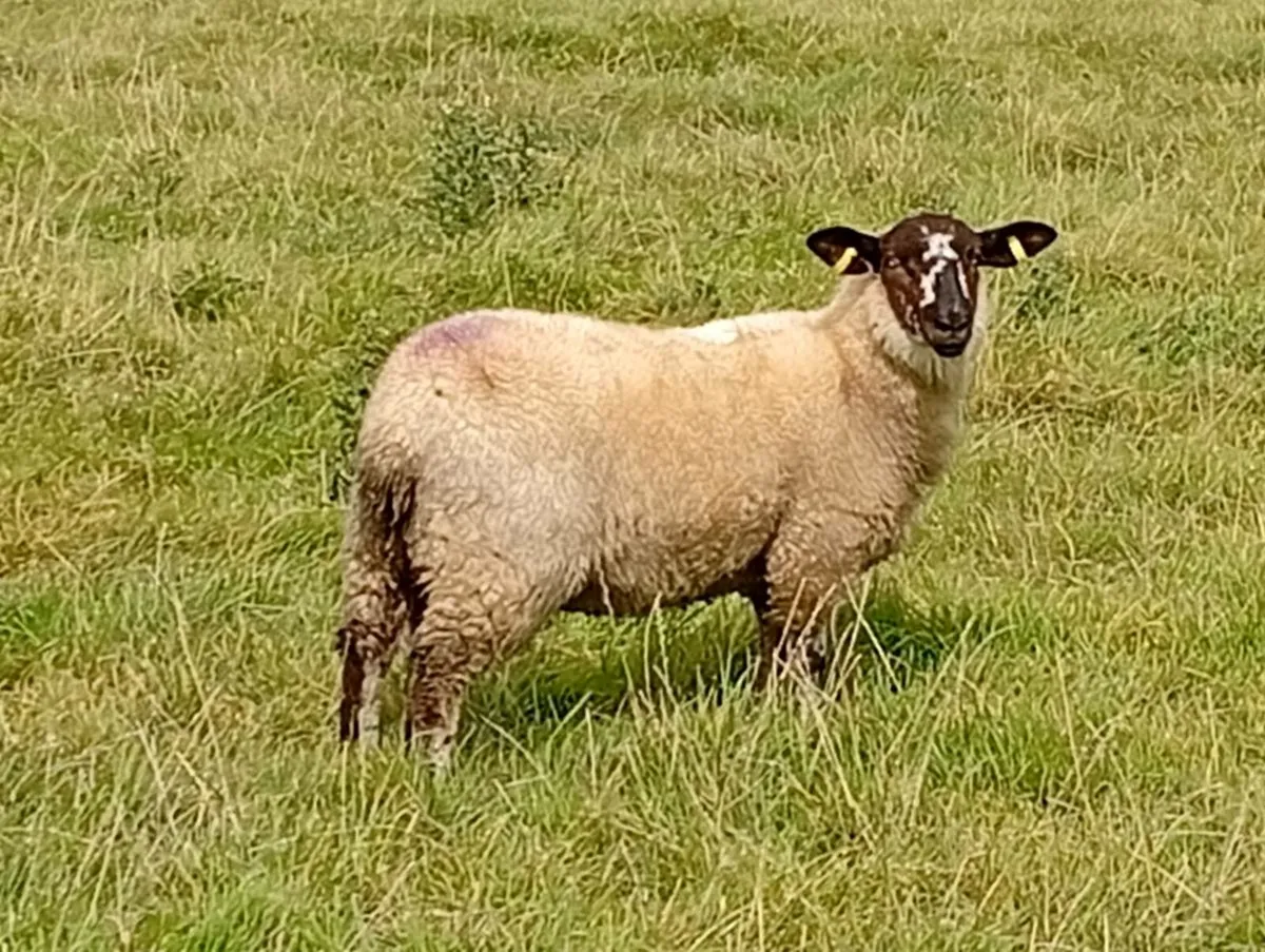 Ewe lambs - Image 1