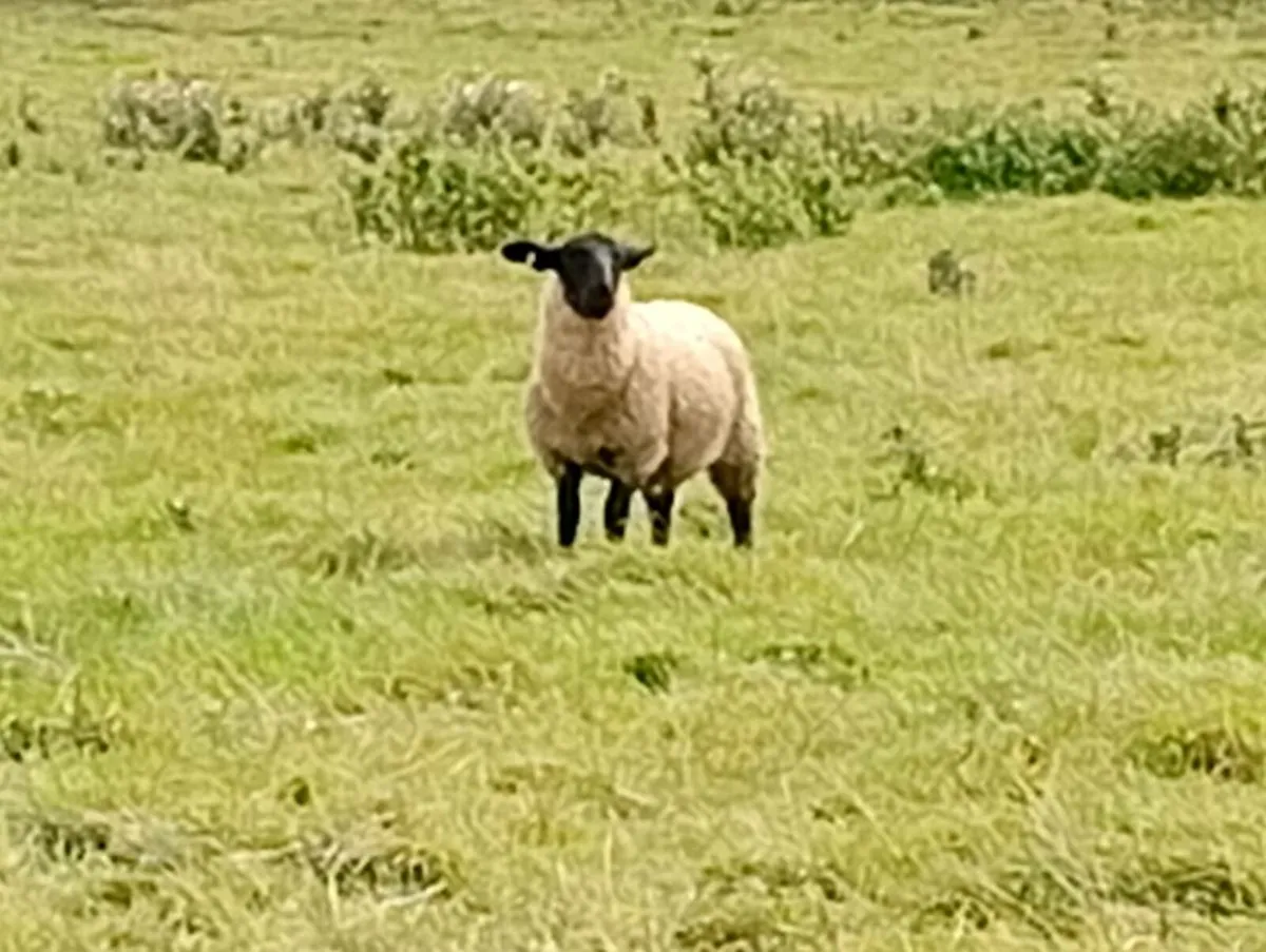 Ewe lambs - Image 2