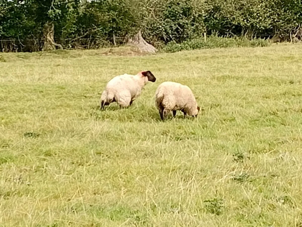 Ewe lambs - Image 4