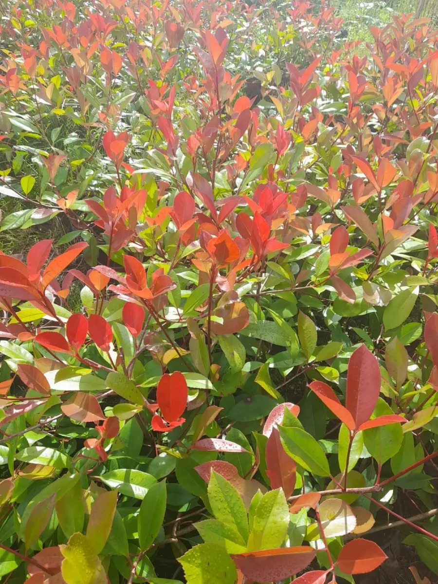 Tall Red Robin Hedging - Image 1