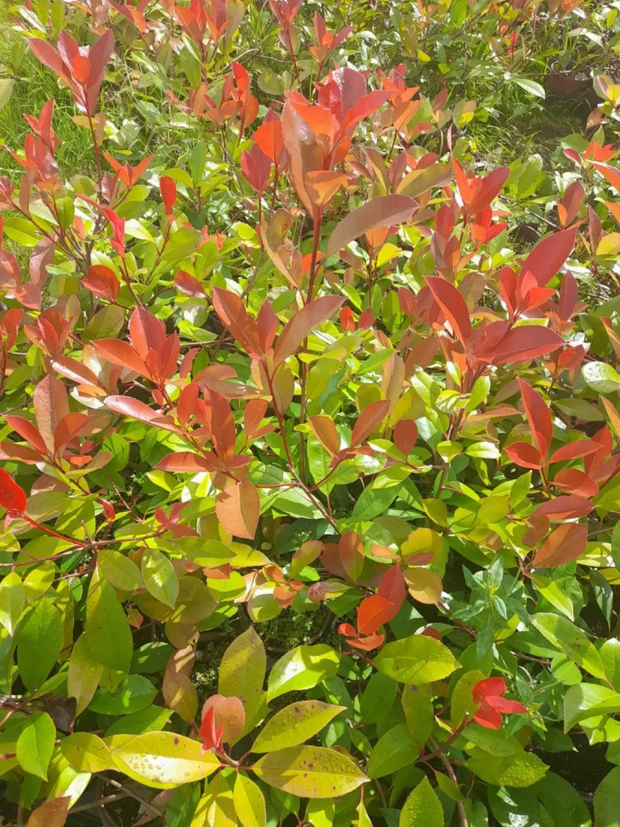 Tall Red Robin Hedging - Image 2