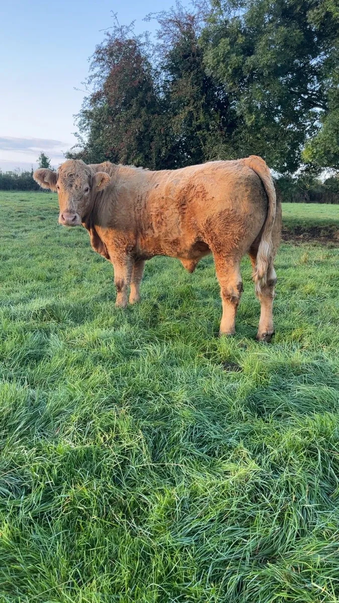 Bullocks - Image 1