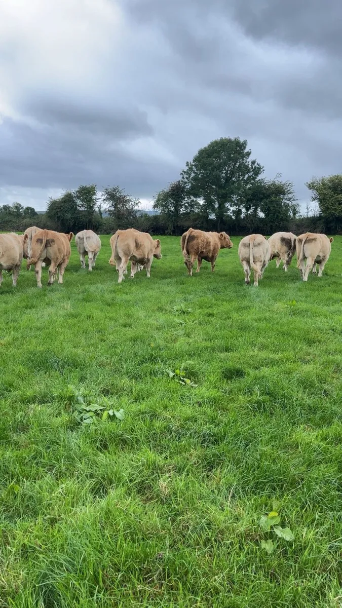 Bullocks - Image 2