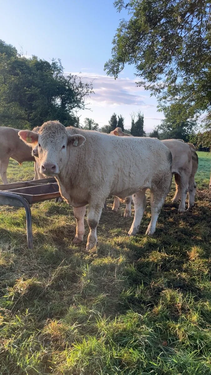 Bullocks - Image 3