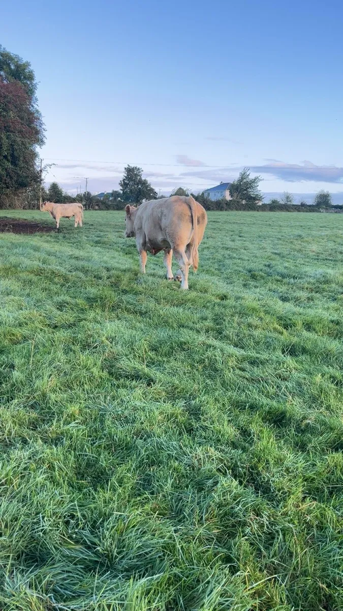 Bullocks - Image 4