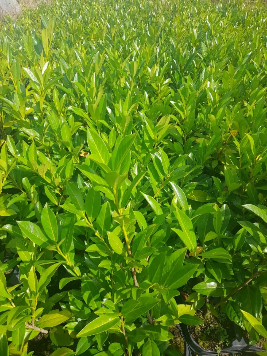 Laurel Hedging €3.50 - Image 3