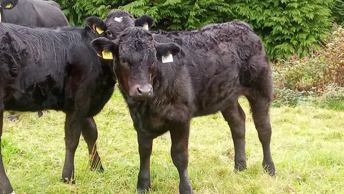 Weanling heifer's - Image 3