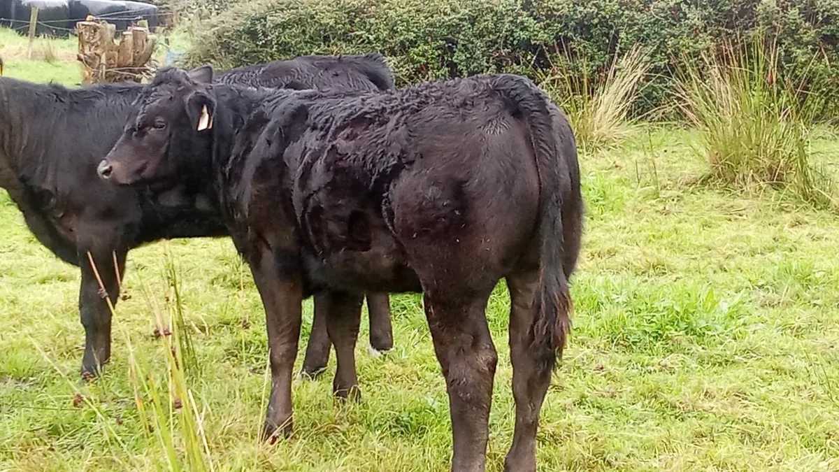 Weanling heifer's - Image 4