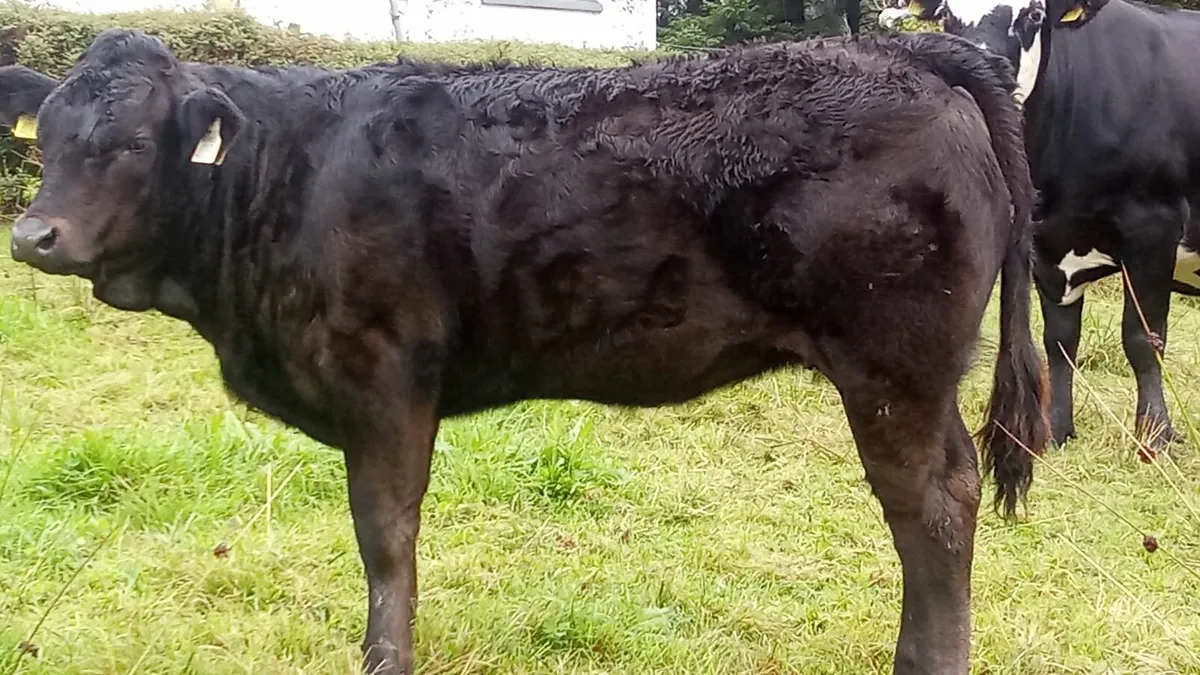 Weanling heifer's - Image 1