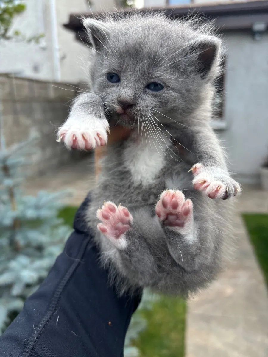 Kittens - Image 4