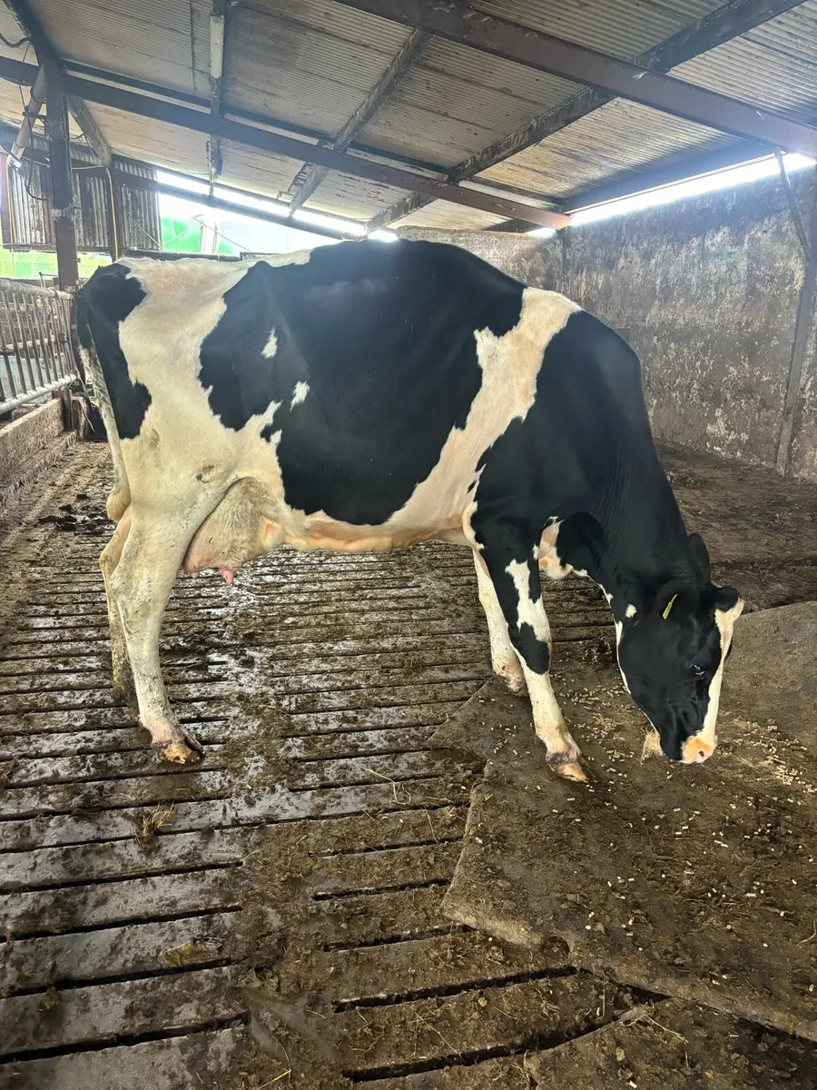 Cow for rearing calves