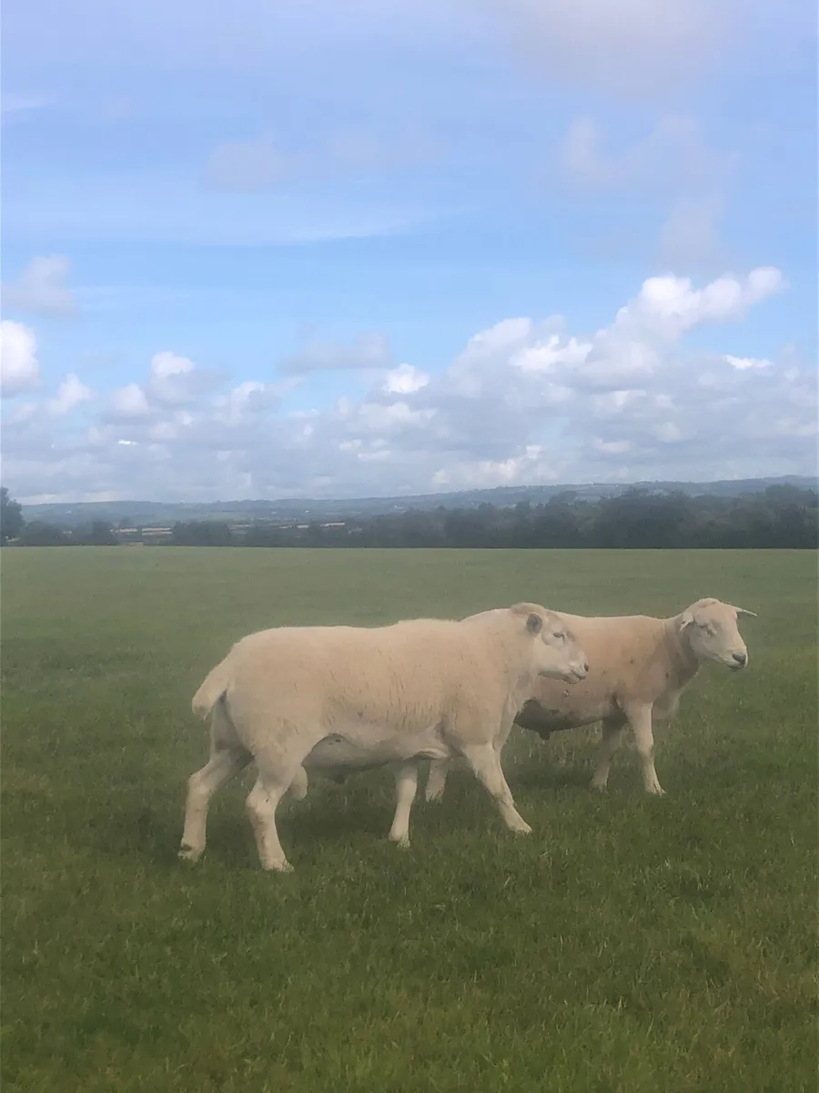 Easycare rams - Image 1