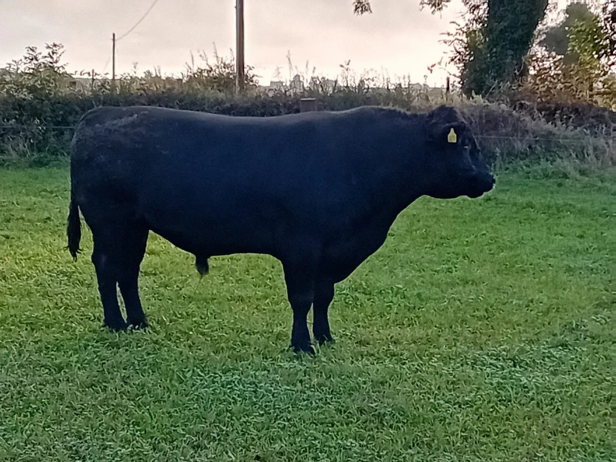 Aberdeen Angus Bull - Image 2