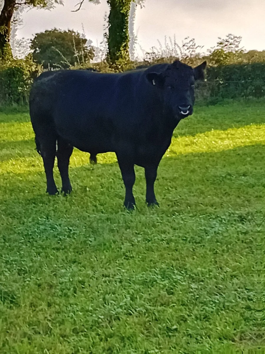 Aberdeen Angus Bull - Image 3