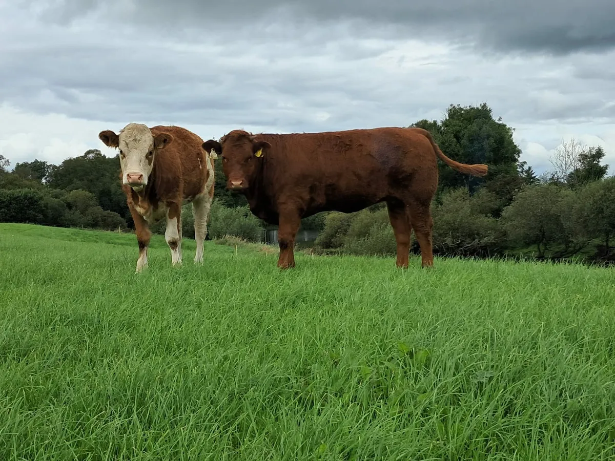 Three super heifers - Image 1