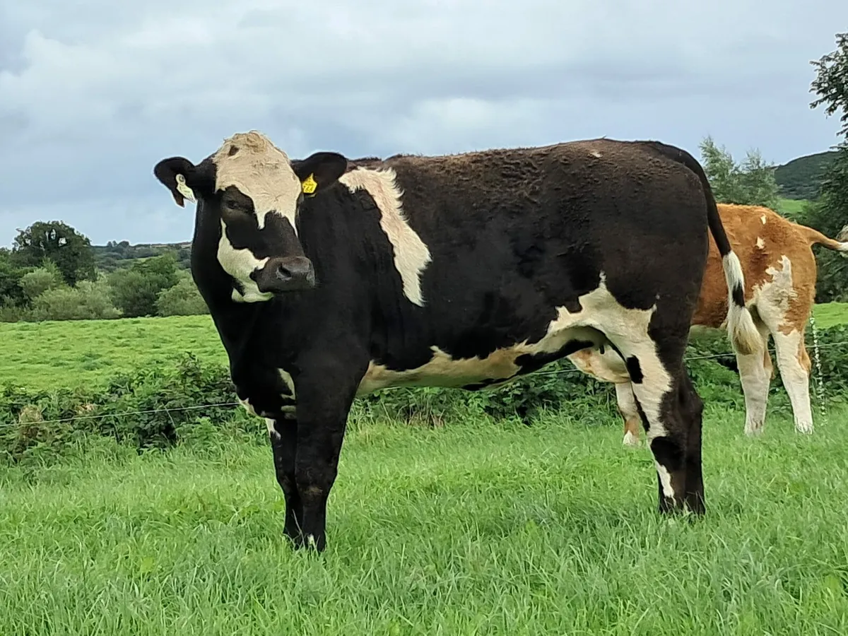 Three super heifers - Image 2