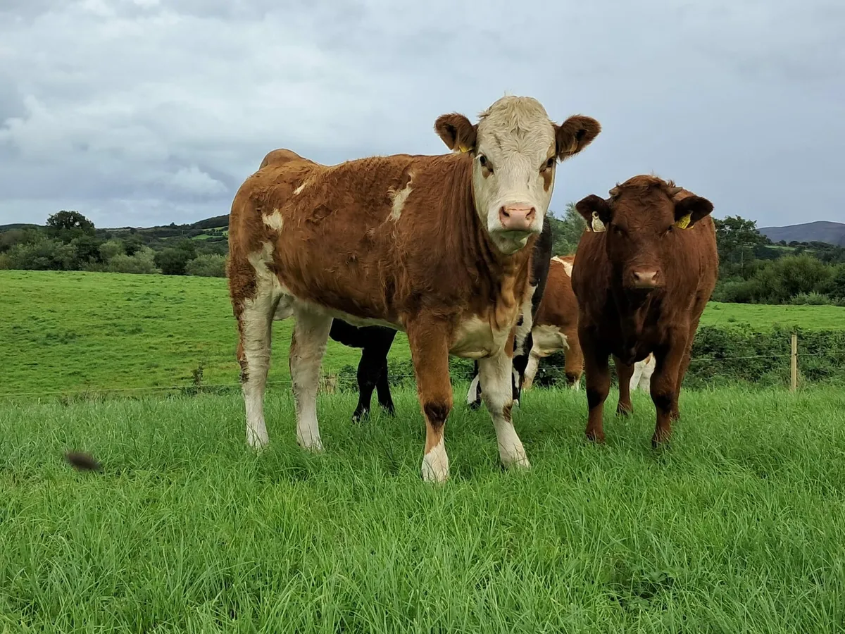 Three super heifers - Image 3