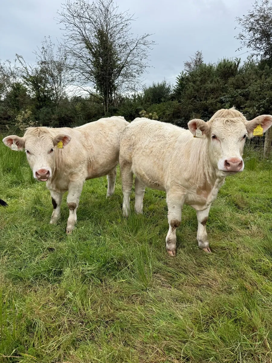 2 PB heifers - Image 1