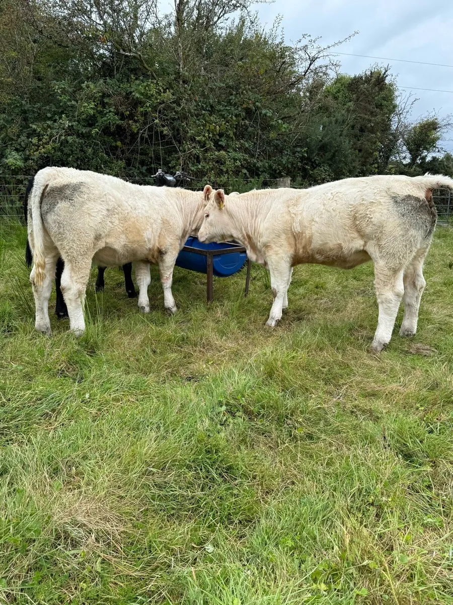 2 PB heifers - Image 2