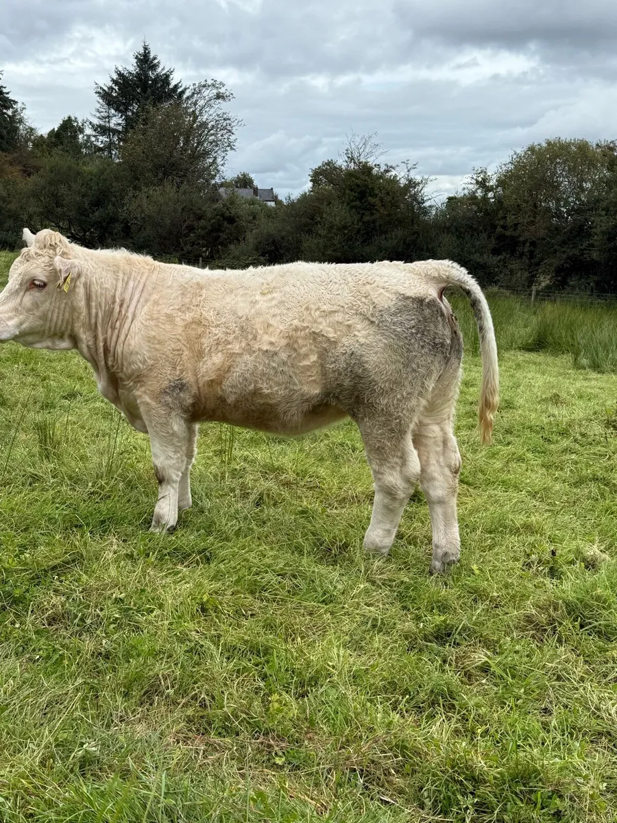 2 PB heifers - Image 3