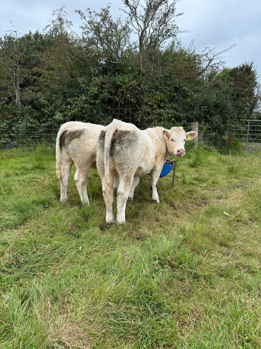 2 PB heifers - Image 4