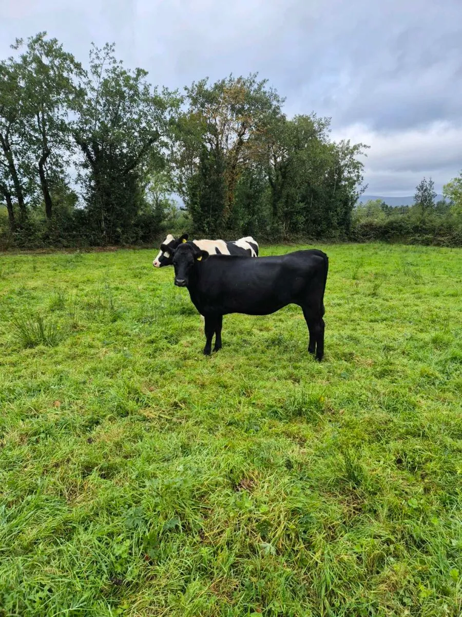 Heifers - Image 2