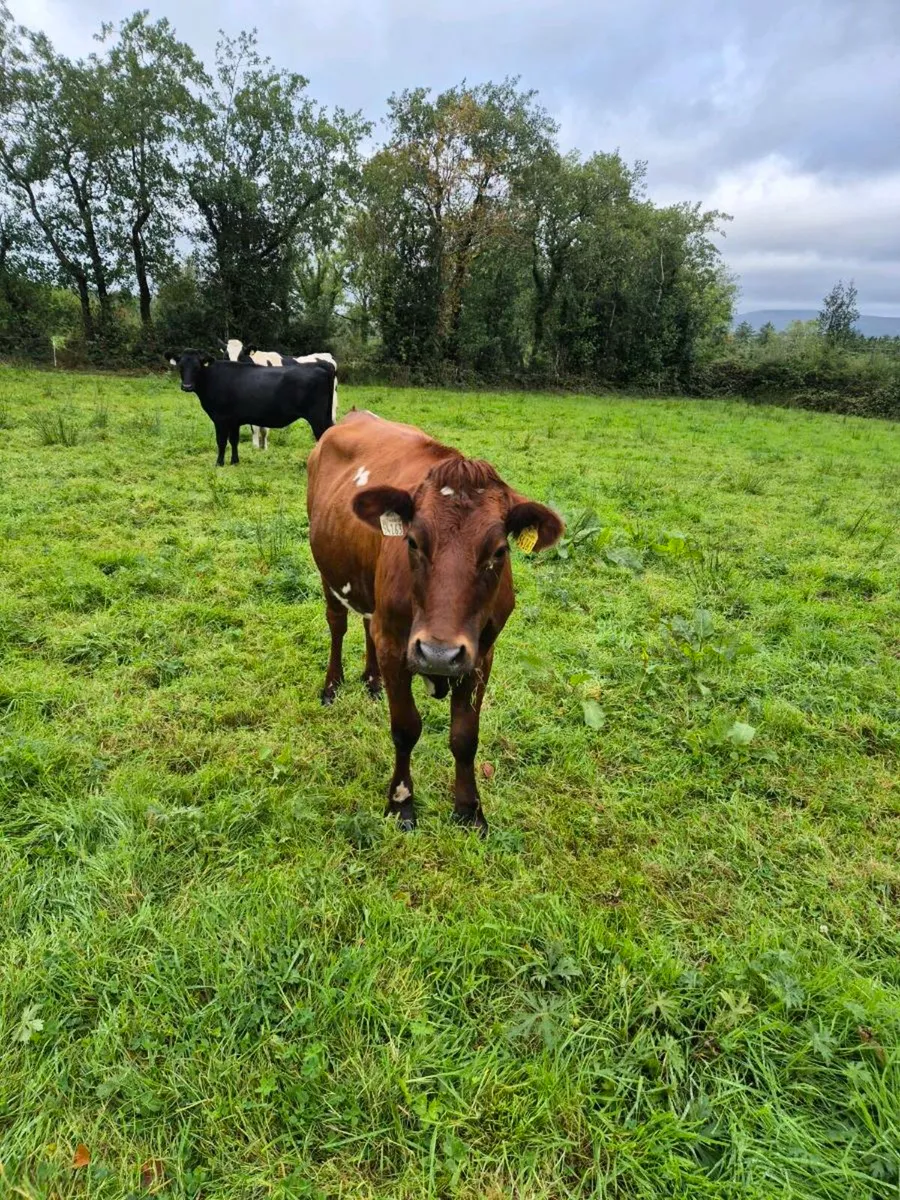 Heifers - Image 3