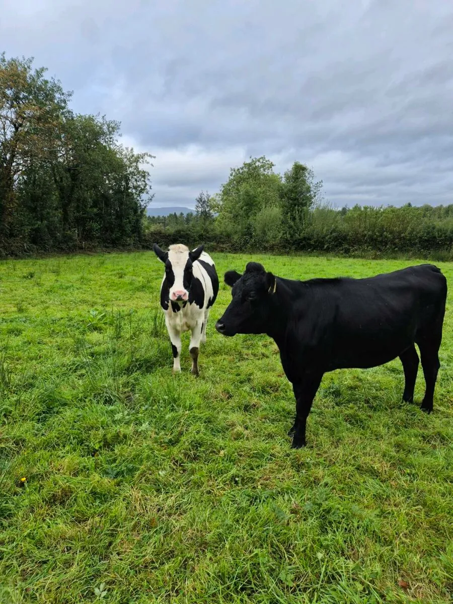 Heifers - Image 1