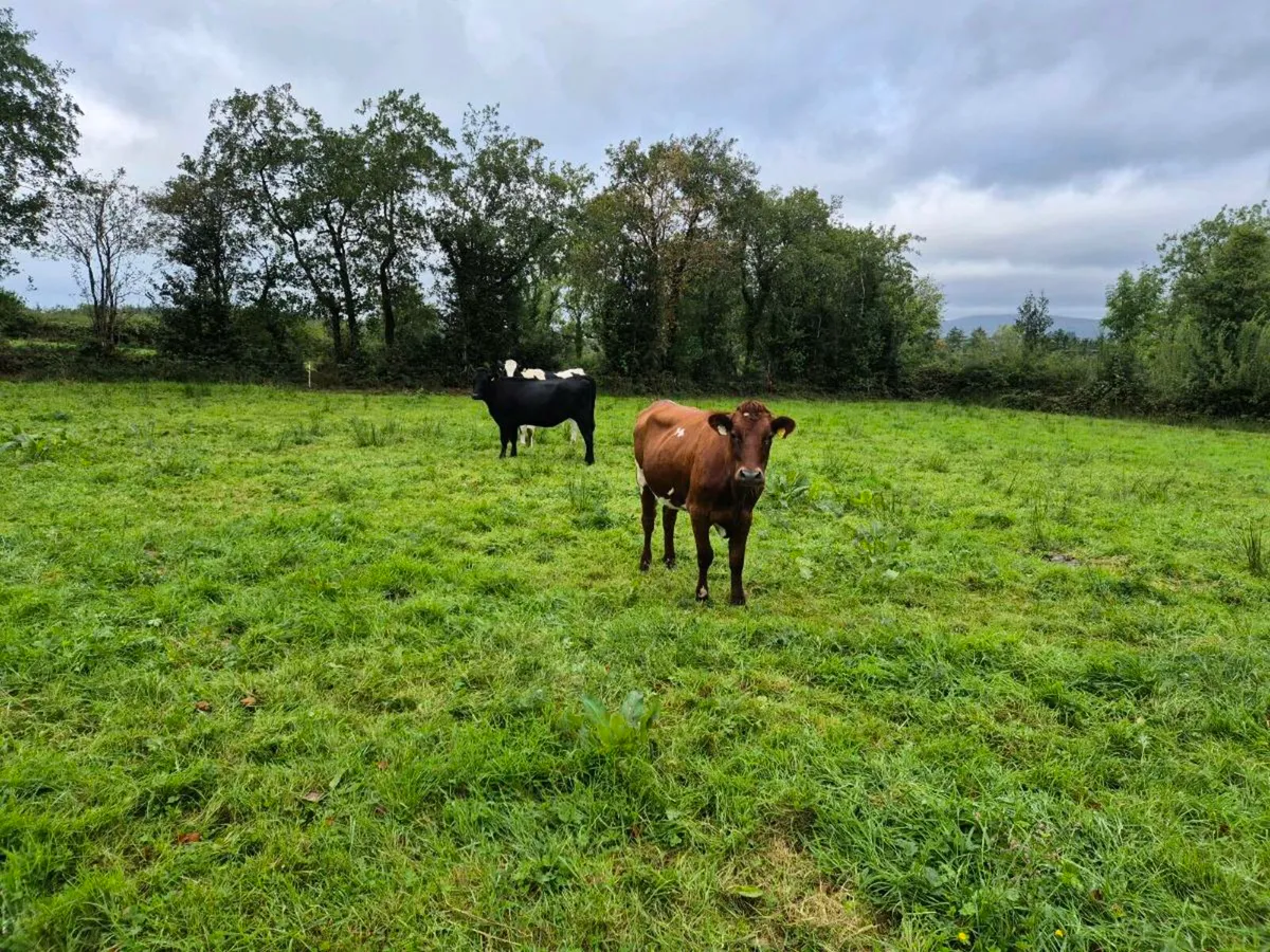 Heifers - Image 4