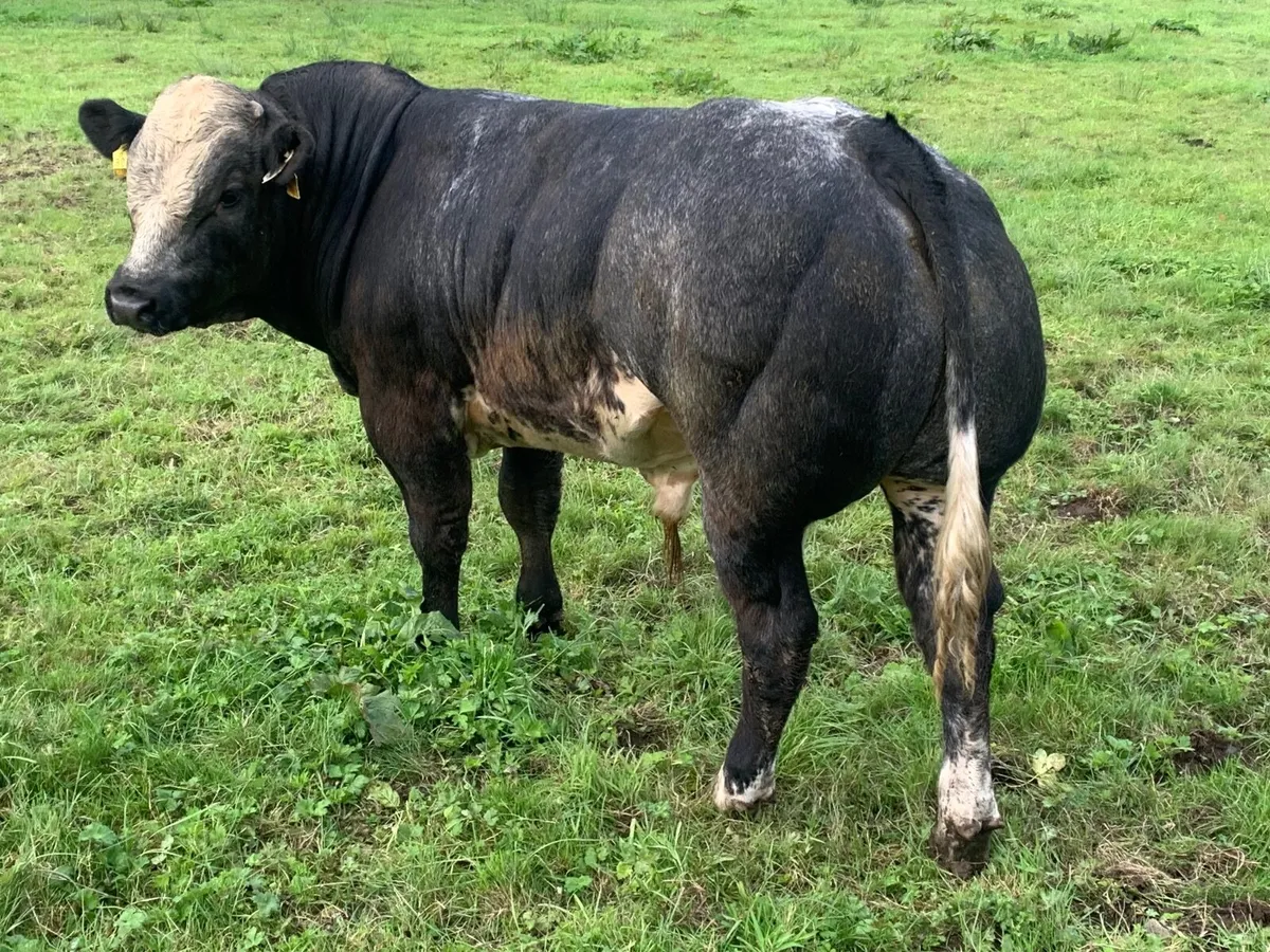 Weanling Bull - Image 1