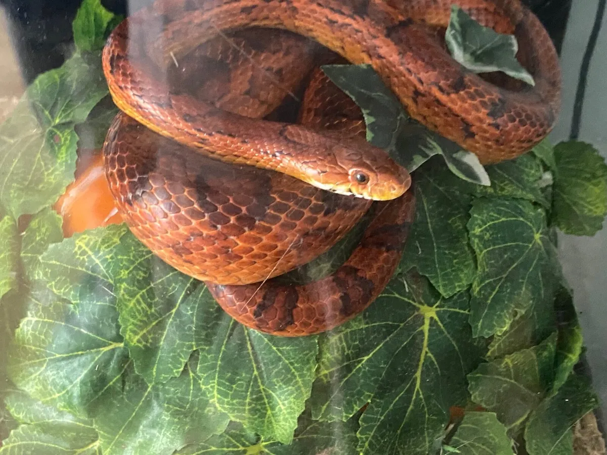 Corn snakes - Image 1