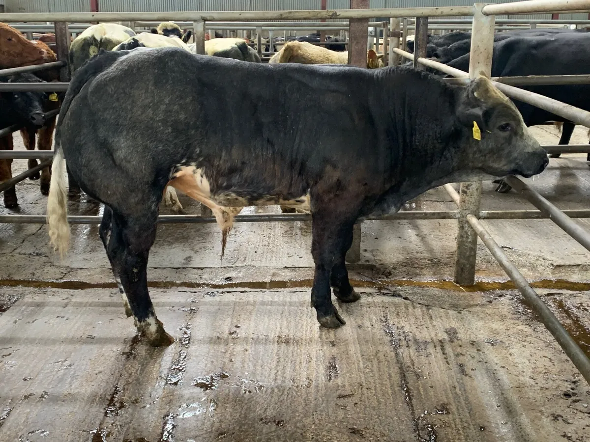 Weanling Bull - Image 2